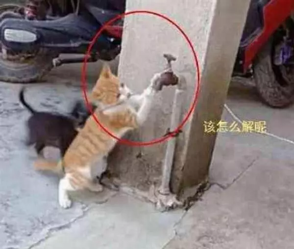 流浪被拴路邊等待生命盡頭,沒有一人上前救援,反而一隻浪貓救下浪汪!