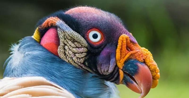 人鳥類
