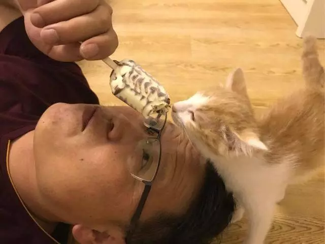 出差將貓咪交給老爸,回來時發現,我是給我爸找了個小情人啊