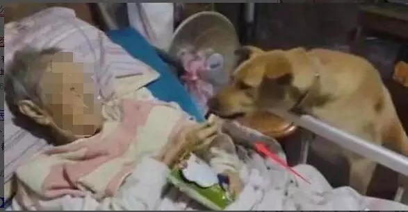 老人走後將遺產給了陌生人,只求能夠好好對待自己的狗狗