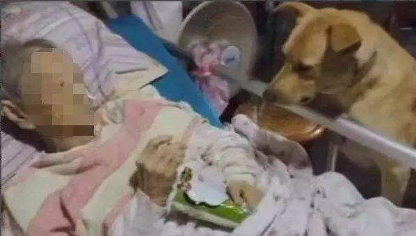 老人走後將遺產給了陌生人,只求能夠好好對待自己的狗狗