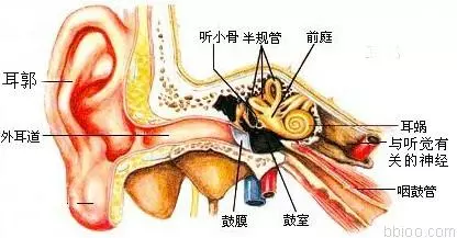 耳朵里為什麼會有耳屎呢?多久掏一次比較好?