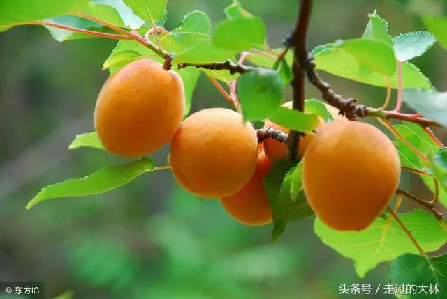 一生很短,除了父母,誰都不必等(句句入心)
