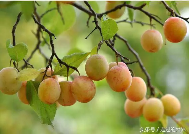 一生很短,除了父母,誰都不必等(句句入心)