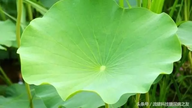 糖尿病18年,1種葉子這樣用,2月後血糖正常,肝腎也好了