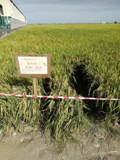 為了裝逼無視告示牌踩扁稻農心血!!線民狂罵:沒腦!