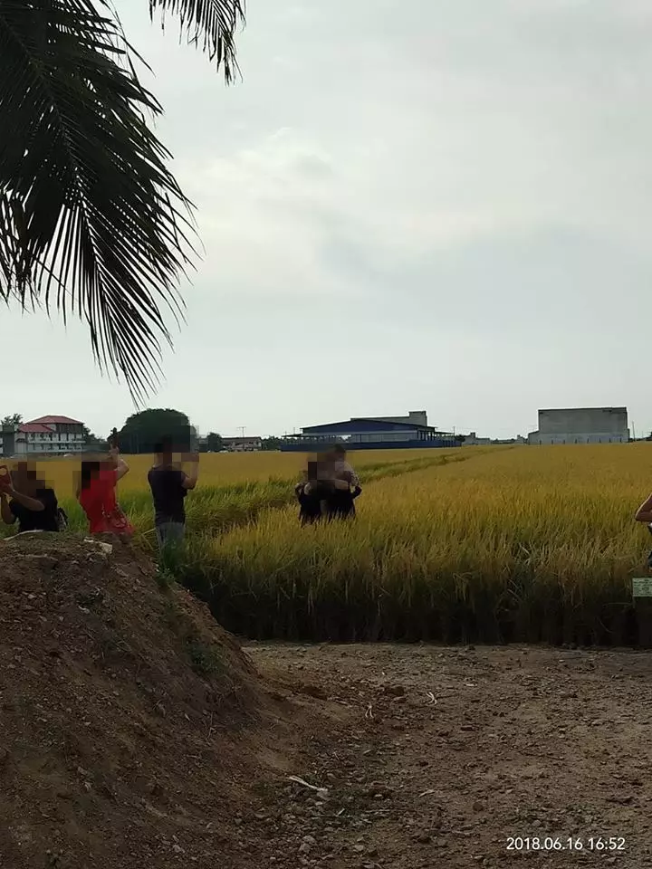 為了裝逼無視告示牌踩扁稻農心血!!線民狂罵:沒腦!