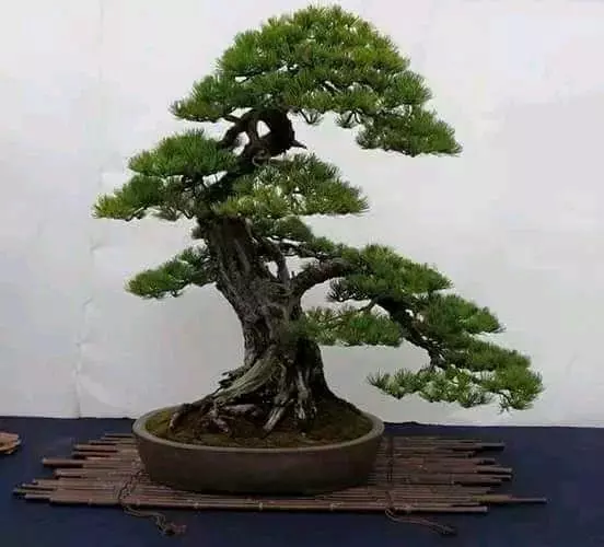 盆景製作——新手期需要注意掌握的幾個要點