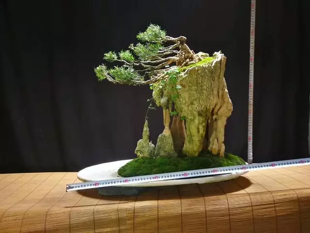 盆景製作——新手期需要注意掌握的幾個要點