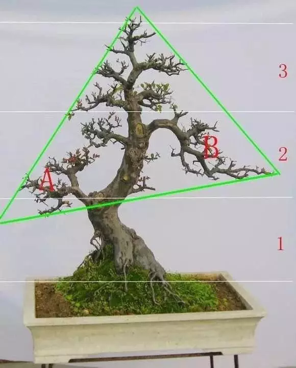 盆景製作——新手期需要注意掌握的幾個要點