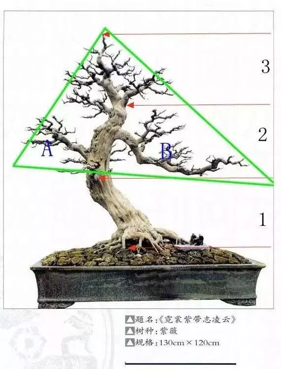 盆景製作——新手期需要注意掌握的幾個要點