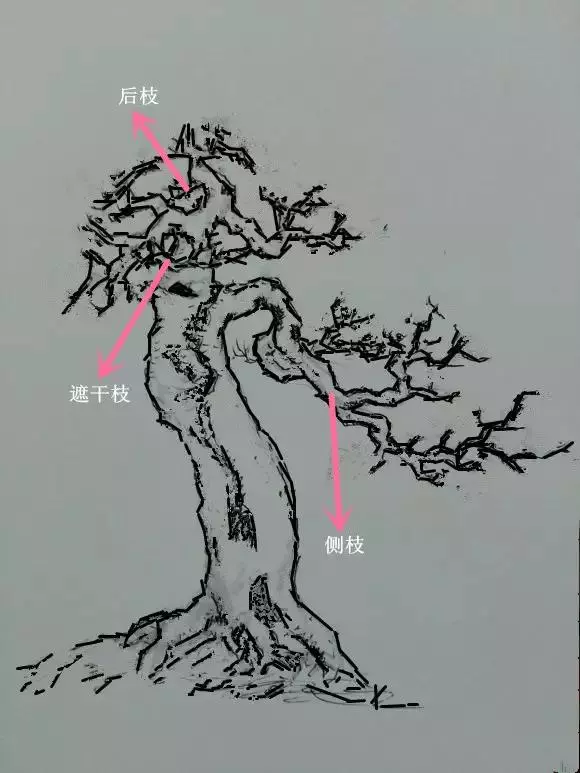 盆景製作——新手期需要注意掌握的幾個要點