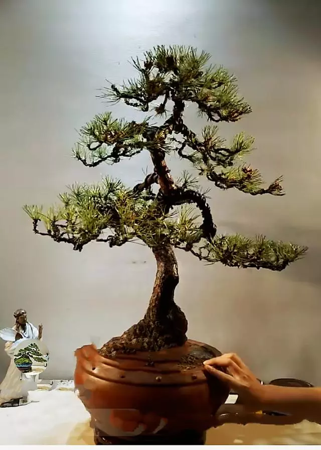 盆景製作——新手期需要注意掌握的幾個要點