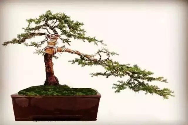 盆景製作——新手期需要注意掌握的幾個要點