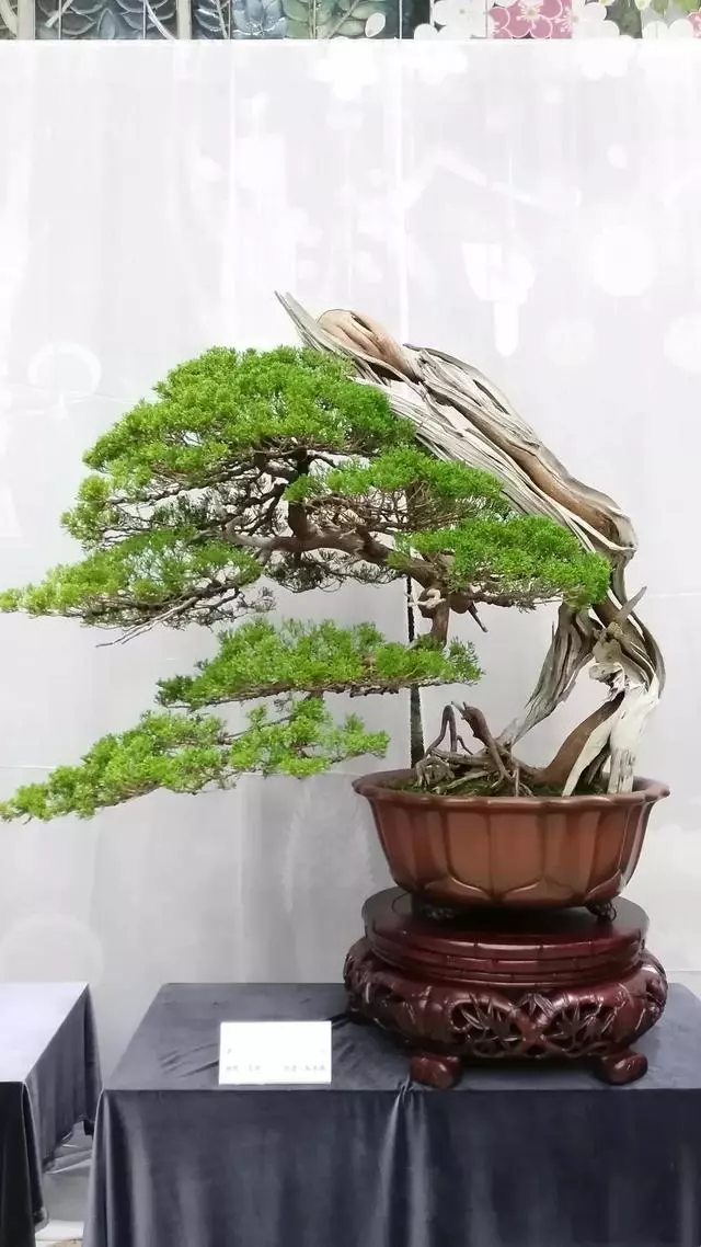 盆景製作——新手期需要注意掌握的幾個要點