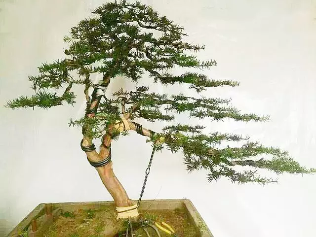 盆景製作——新手期需要注意掌握的幾個要點