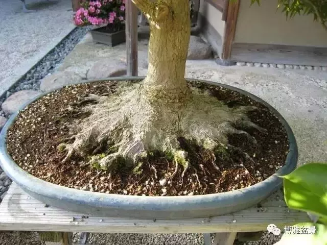 極具張力的八方根盤原來是這麼培養出來的!