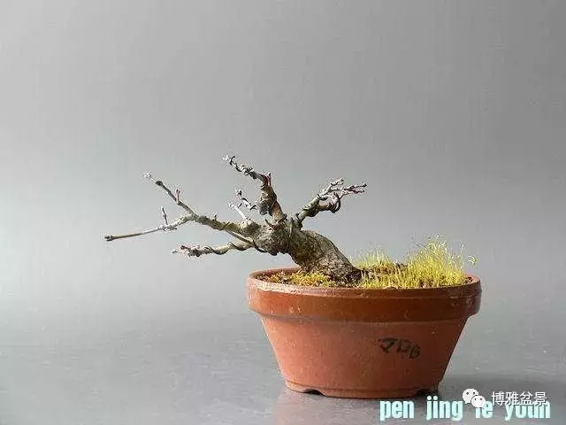 極具張力的八方根盤原來是這麼培養出來的!
