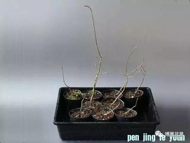 極具張力的八方根盤原來是這麼培養出來的!
