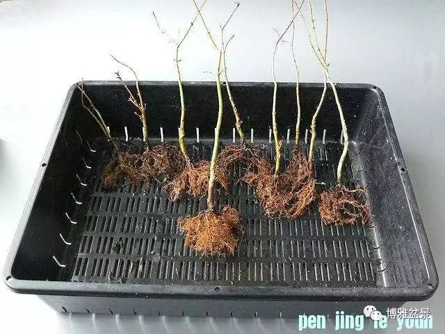 極具張力的八方根盤原來是這麼培養出來的!