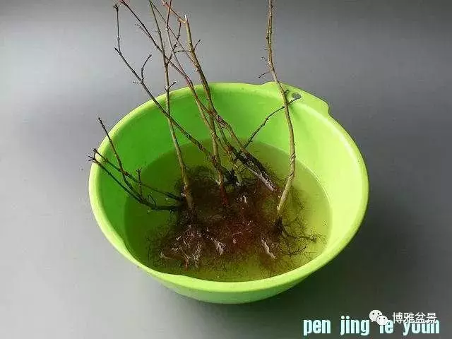 極具張力的八方根盤原來是這麼培養出來的!