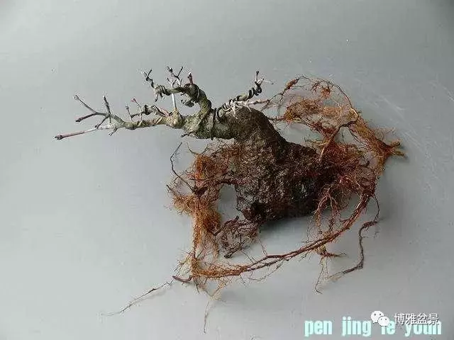 極具張力的八方根盤原來是這麼培養出來的!