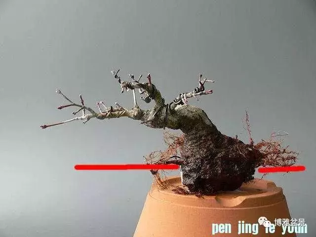 極具張力的八方根盤原來是這麼培養出來的!