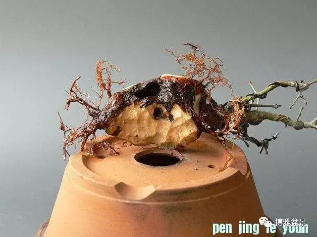 極具張力的八方根盤原來是這麼培養出來的!