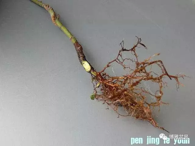 極具張力的八方根盤原來是這麼培養出來的!