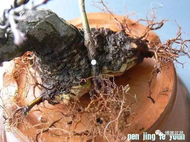 極具張力的八方根盤原來是這麼培養出來的!