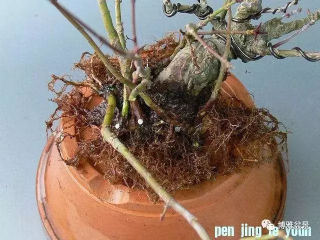 極具張力的八方根盤原來是這麼培養出來的!