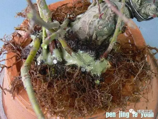 極具張力的八方根盤原來是這麼培養出來的!