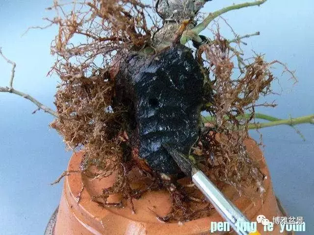 極具張力的八方根盤原來是這麼培養出來的!