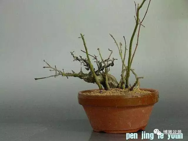 極具張力的八方根盤原來是這麼培養出來的!