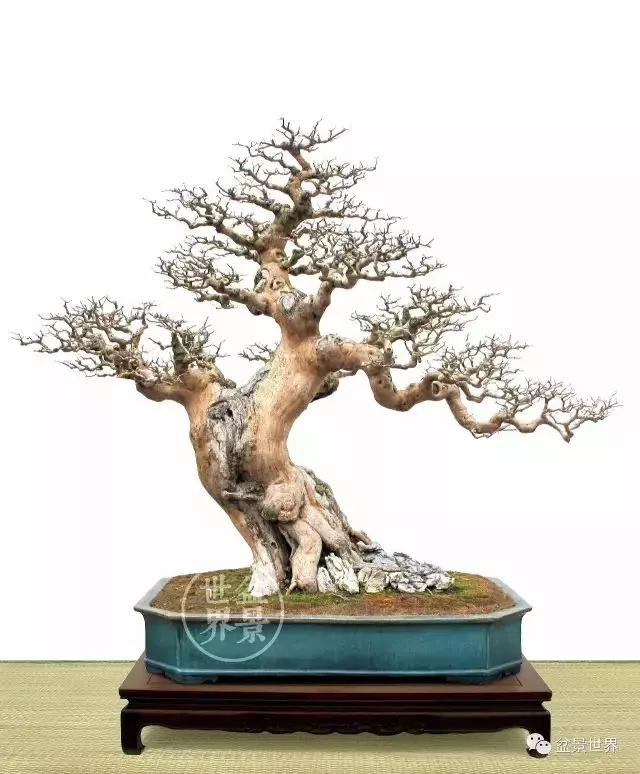 大師談嶺南盆景截幹蓄枝