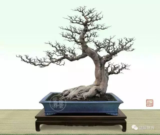 大師談嶺南盆景截幹蓄枝