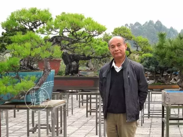 大師談嶺南盆景截幹蓄枝