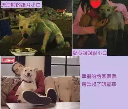 撿回一隻沒人要的土狗,卻變成了蕭敬騰的寶貝