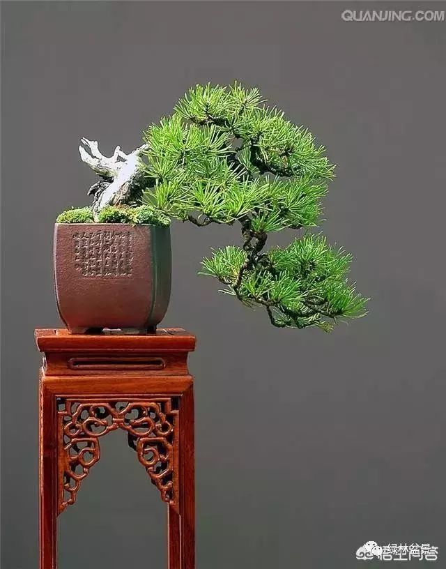 想種植盆景,選擇哪種比較好?