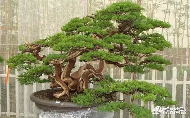 想種植盆景,選擇哪種比較好?