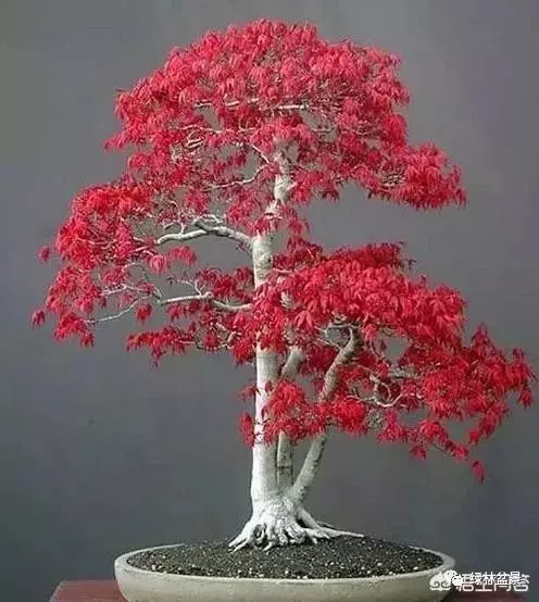 想種植盆景,選擇哪種比較好?