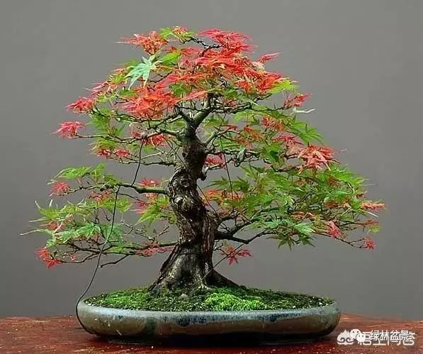 想種植盆景,選擇哪種比較好?