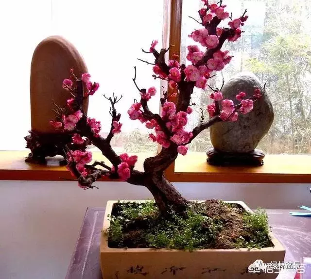 想種植盆景,選擇哪種比較好?