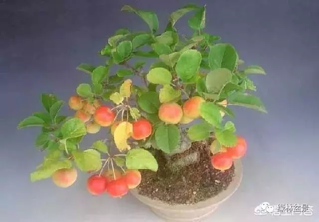 想種植盆景,選擇哪種比較好?