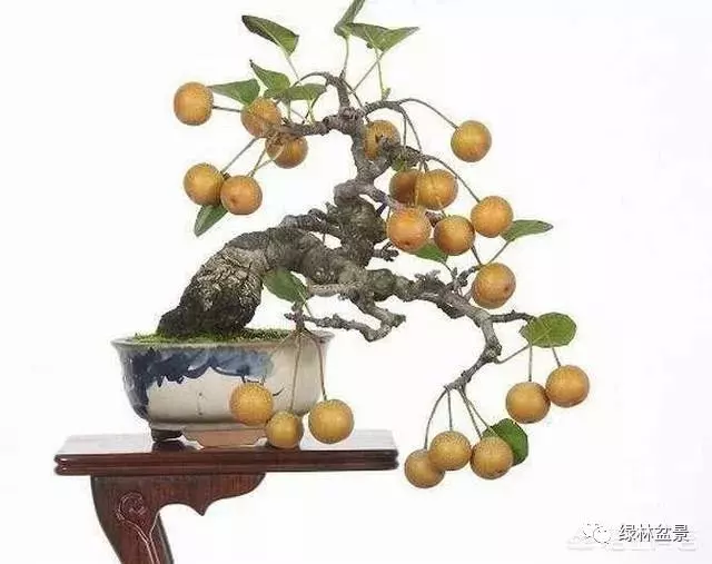 想種植盆景,選擇哪種比較好?