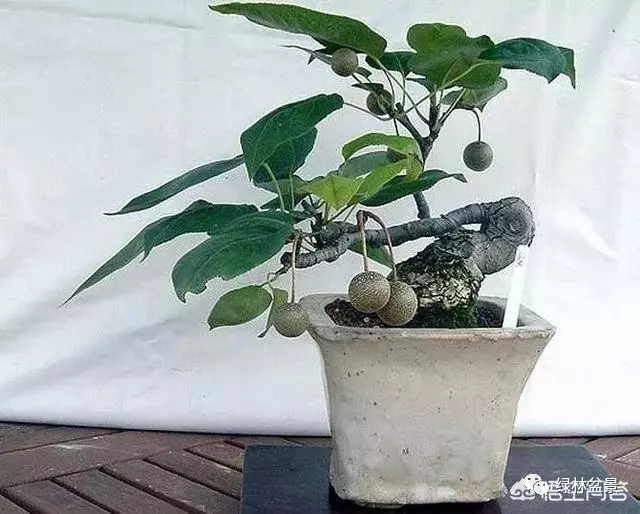 想種植盆景,選擇哪種比較好?