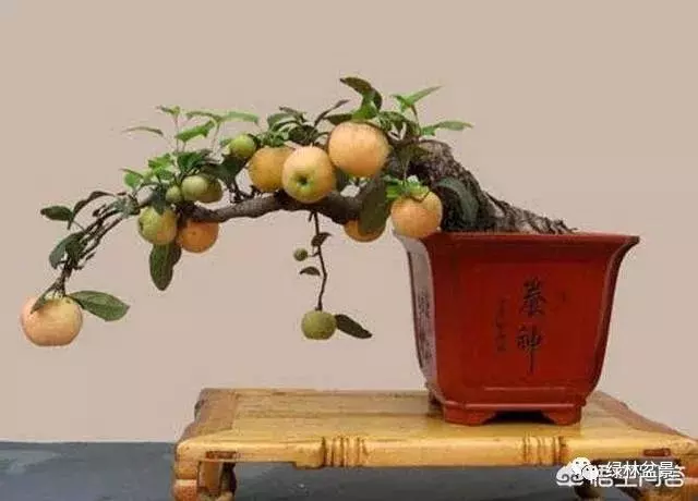 想種植盆景,選擇哪種比較好?