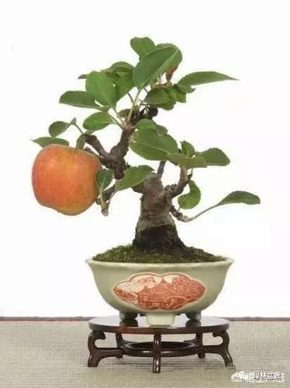 想種植盆景,選擇哪種比較好?