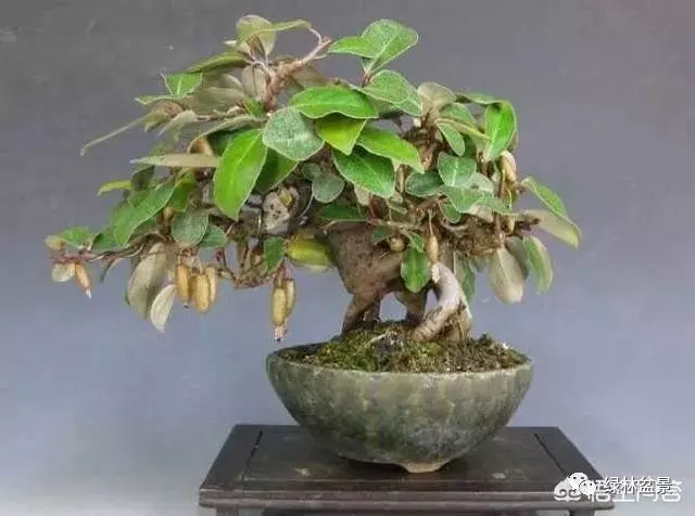 想種植盆景,選擇哪種比較好?