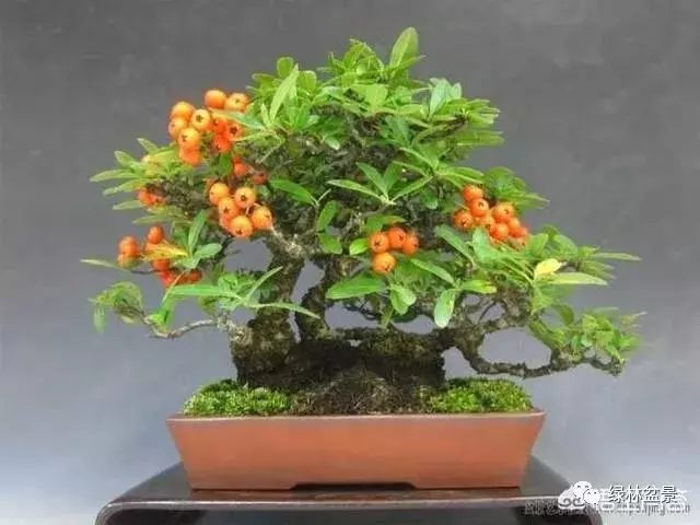 想種植盆景,選擇哪種比較好?
